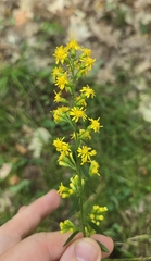 Solidago hispida, photograph (c) Dan Riley, some rights reserved (CC BY)