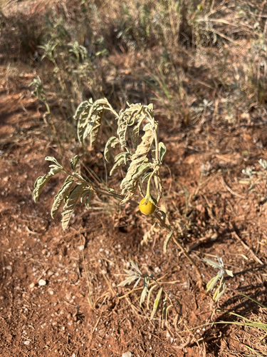 silverleaf nightshade