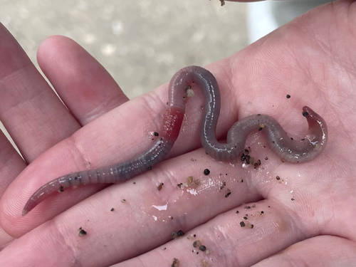 White Worm