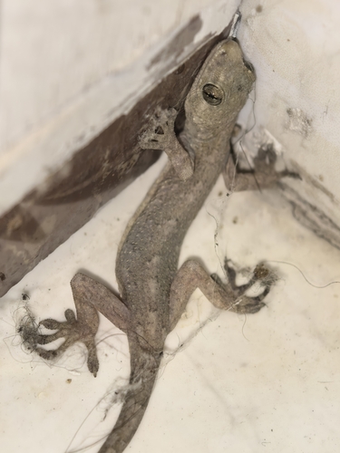 Japanese Giant Gecko