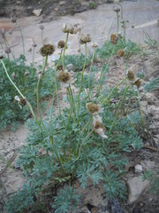Ranunculus andersonii