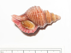 Neptunea despecta