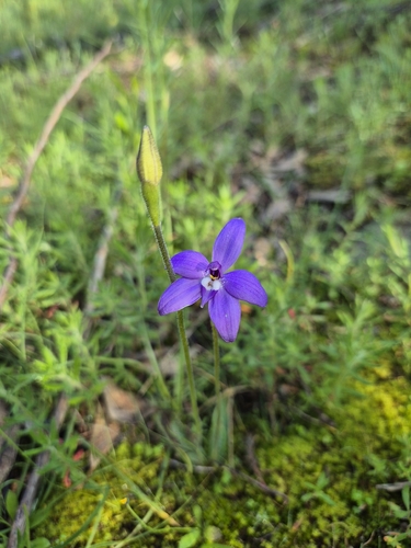 Waxlip Orchid