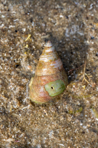 Micrelenchus purpureus observed 2026-09-06