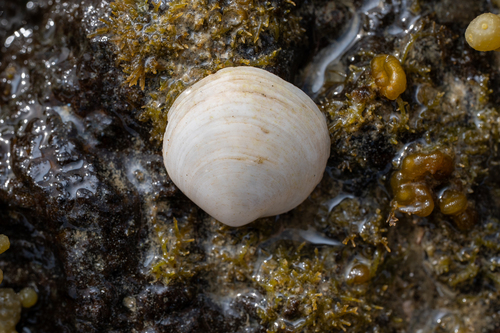 Zemysia zelandica, 2026-09-06