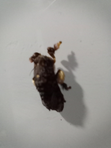 Monkey Slug Moth