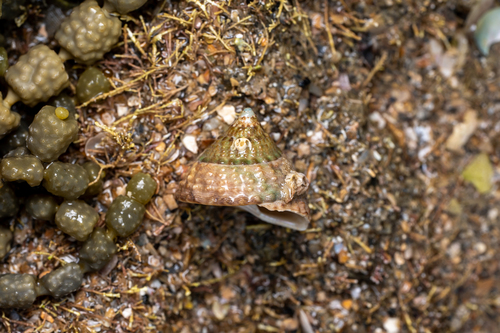 Coelotrochus viridis observed 2026-09-06