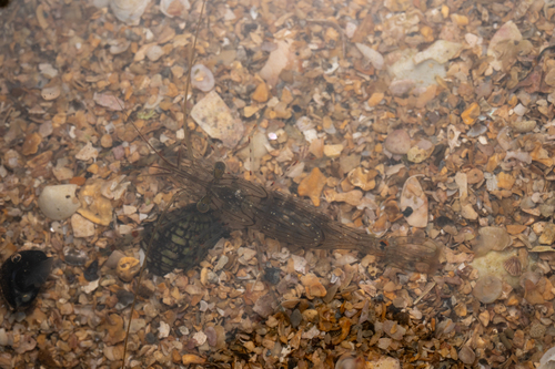Palaemon affinis observed 2026-09-06