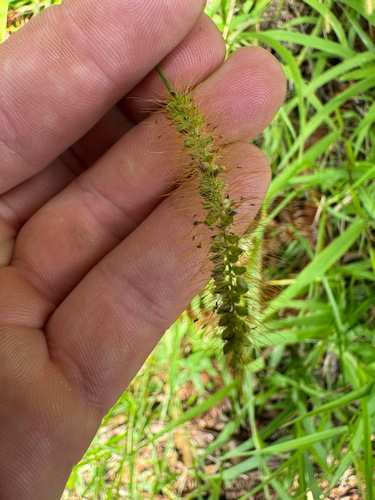 Setaria parviflora observed 2026-09-05