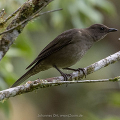 Turdus plebejus