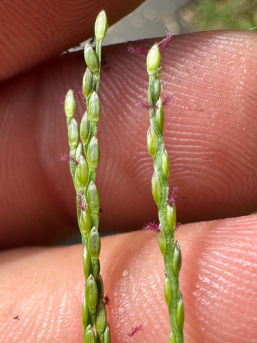 Axonopus fissifolius observed 2026-09-05