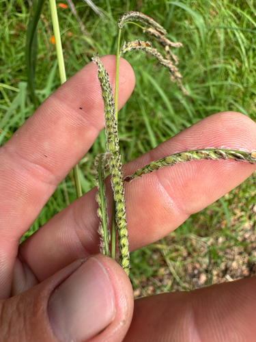 Paspalum dilatatum observed 2026-09-05