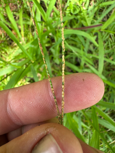 Paspalum conjugatum observed 2026-09-05