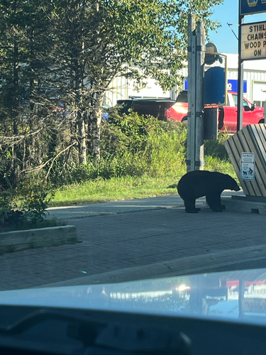 Black Bear sighting near Peninsula Rd