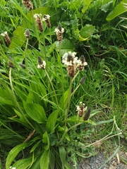 Plantago lanceolata