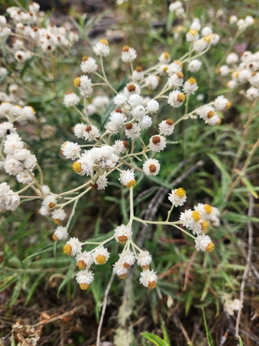 pearly everlasting