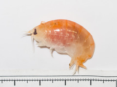 Anonyx