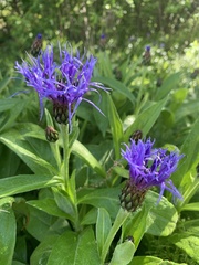 Centaurea montana