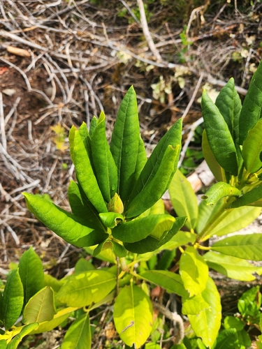 Pacific rhododendron