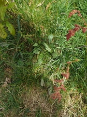 Rumex acetosa