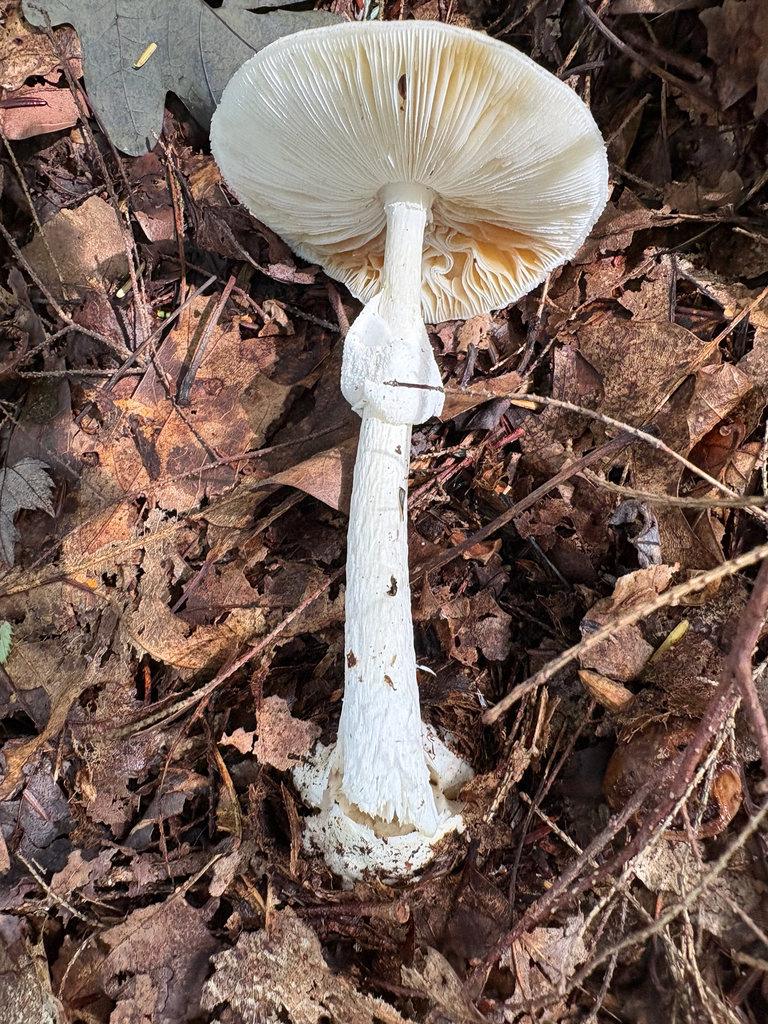 Eastern North American Destroying Angel · September 2026 · photo: Photo: no rights reserved · iNaturalist