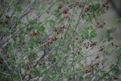 Rhus aromatica pilosissima