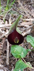 Arum elongatum