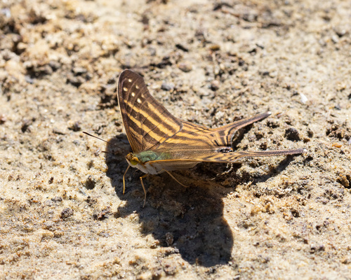 Many-banded Daggerwing