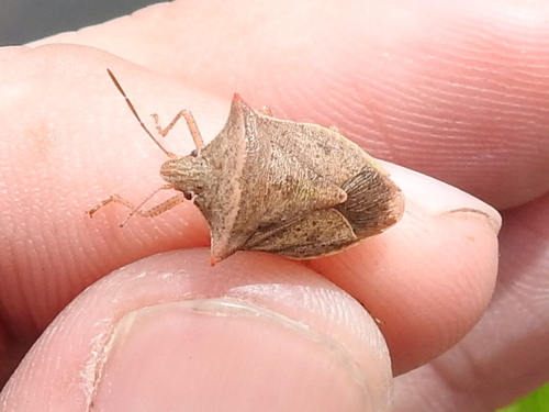 Euschistus ictericus photo 5