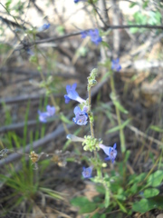 Penstemon humilis obtusifolius
