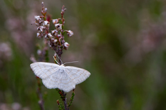 Scopula ternata