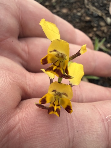 Leopard Orchid