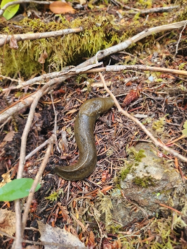 Pacific Banana Slug