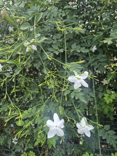 Jasminum officinale observed 2026-09-06