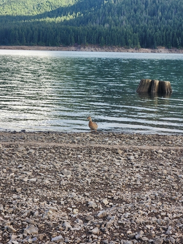 Mallard