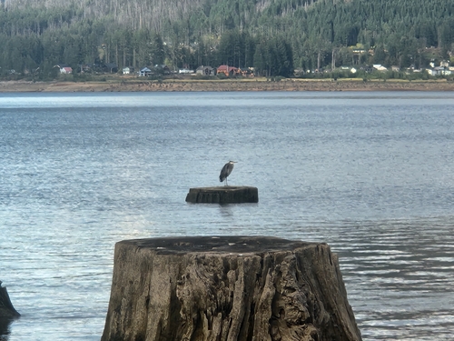 Great Blue Heron