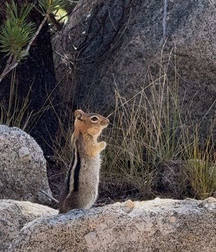 iNaturalist observation photo of Common Golden-mantled Ground Squirrel