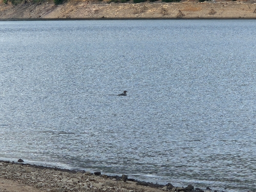 Common Merganser