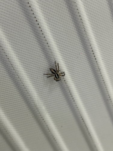 Pantropical Jumping Spider