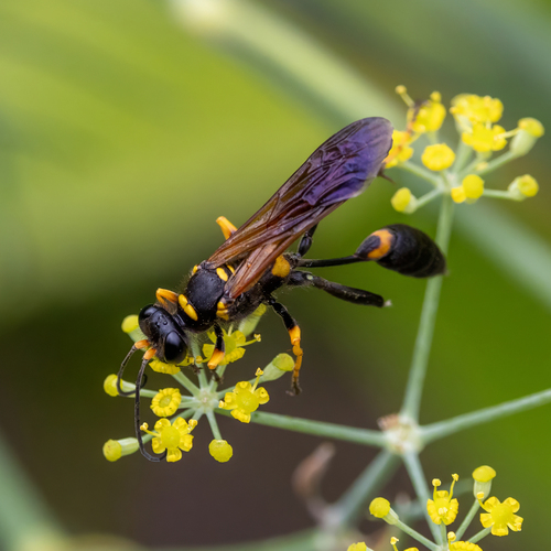Black and yellow mud dauber