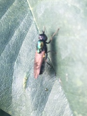 Chloromyia
