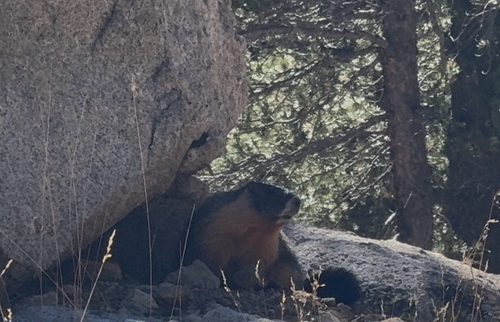 iNaturalist observation photo of Yellow-bellied Marmot