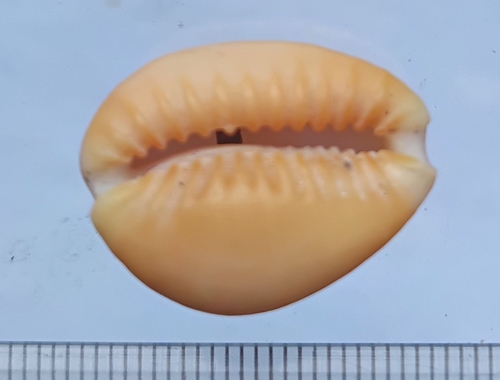 Cypraea helvola observed 2026-09-05