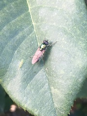 Chloromyia