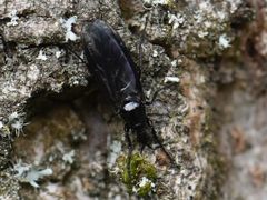 Dilophus febrilis
