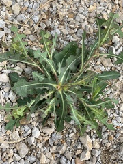Lactuca ludoviciana