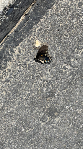 Pipevine Swallowtail