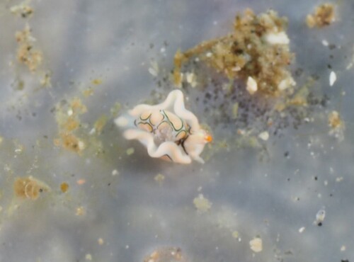 Sagaminopteron psychedelicum observed 2026-08-28