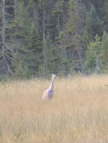 Sandhill Crane