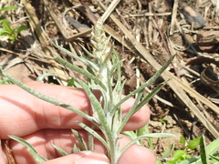 Gamochaeta falcata